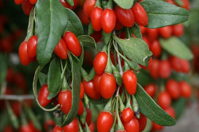 goji